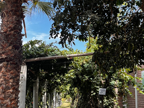 Bodega Y Viñedo Sotelo-伊卡必去景点