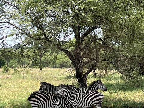 Tanzania Specialist-阿鲁沙必去景点