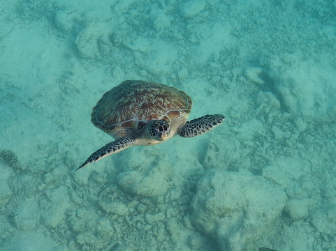 马尔代夫维瓦海滩及水疗酒店