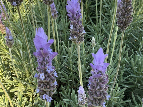 Kalopa Fields Farmstead-霍诺卡阿必去景点