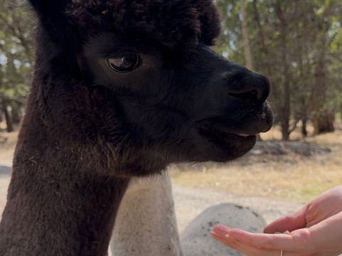 Softfoot Farm & Wildlife Park-Hindmarsh Valley必去景点