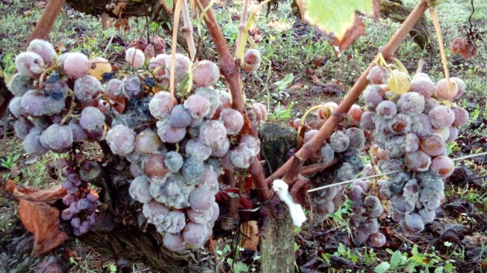 chateau HAUT MAYNE-Preignac必去景点