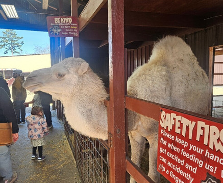 Hochatown Petting Zoo-Broken Bow必去景点