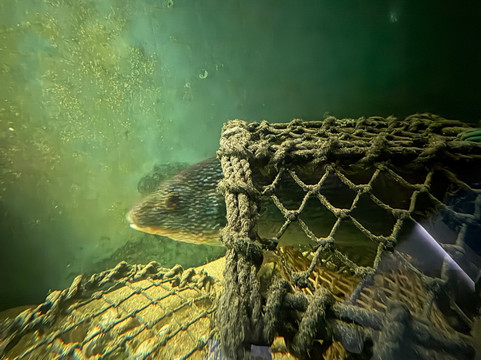 Ilfracombe Aquarium-伊尔弗勒科姆必去景点