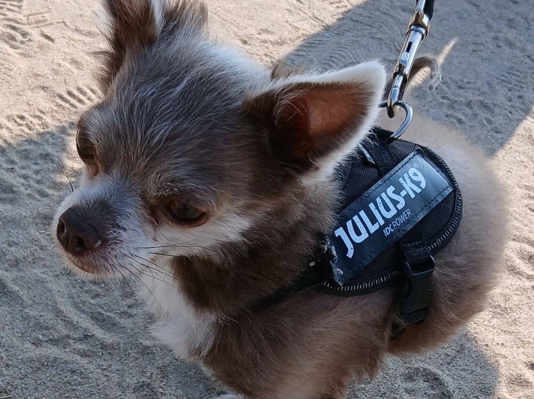 Plage d'Ilbarritz-Bidart必去景点