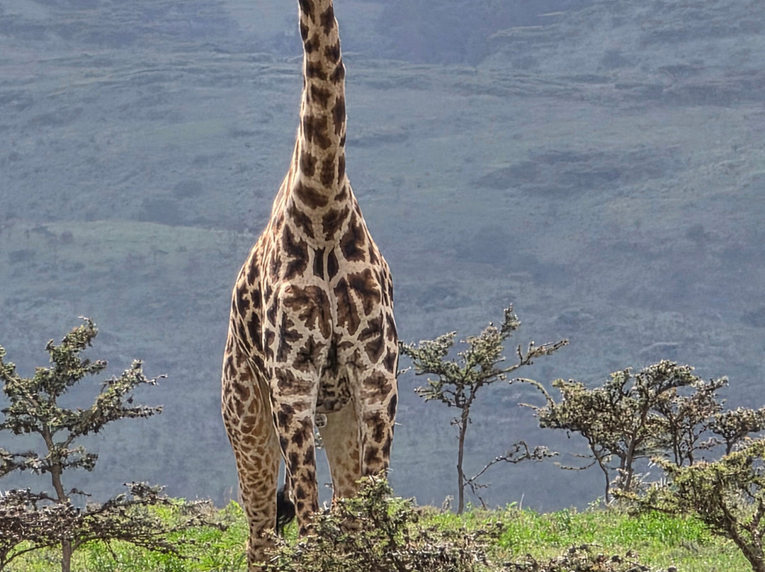 Tanzania Specialist-阿鲁沙必去景点