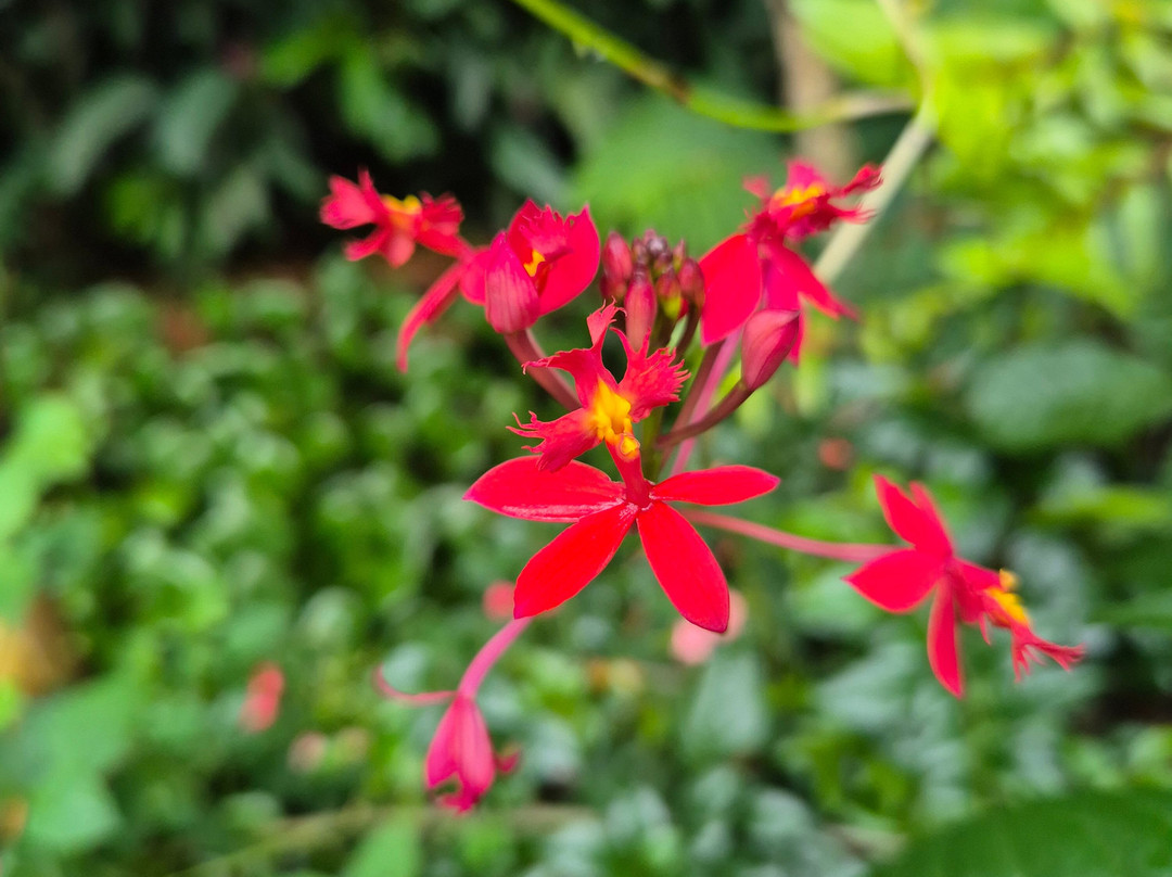 Reserva Natural Orquideas del Tolima-Ibague必去景点