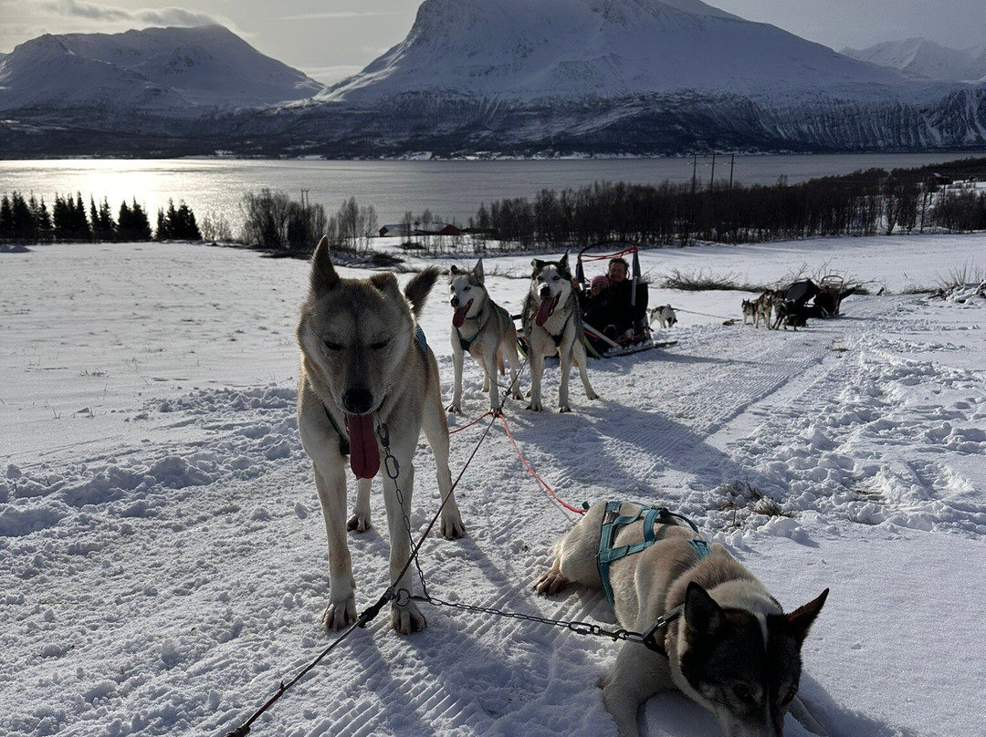 Kvaløya Husky-特罗姆瑟必去景点