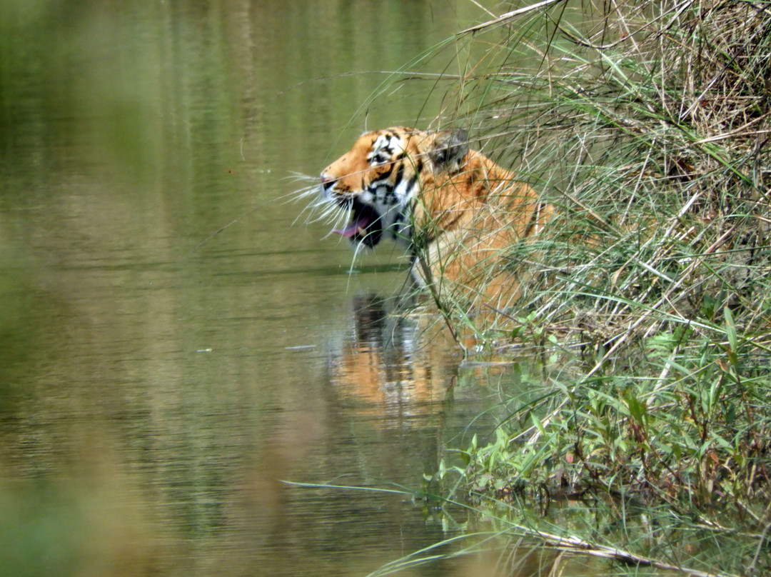 Rhino Lodge Bardia主图