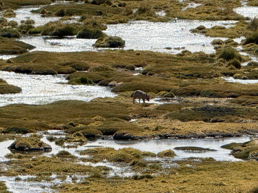 Laguna Chaxa-圣佩德罗-德阿塔卡马必去景点