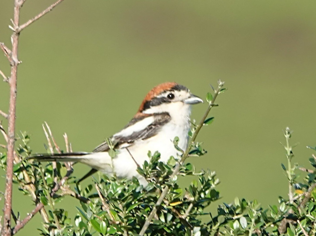 Inglorious Bustards-Facinas必去景点
