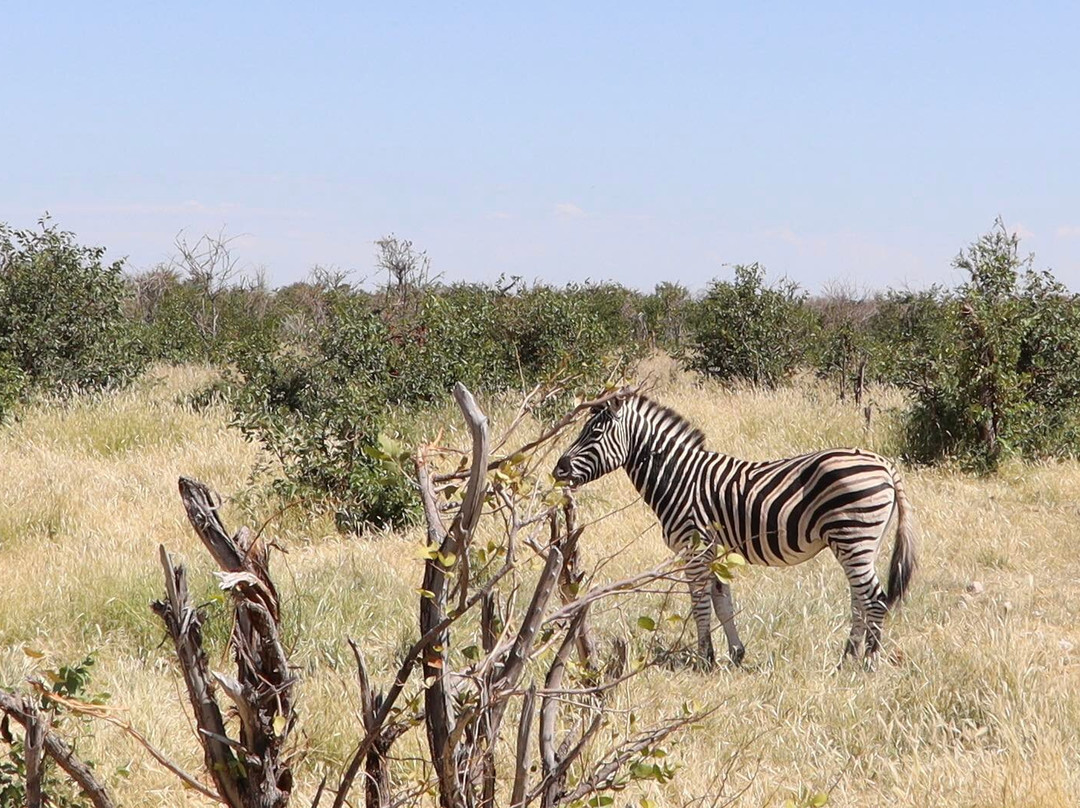 Safarihoek Lodge主图