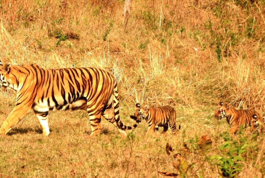 Tadoba Andhari National Park-Chandrapur District必去景点