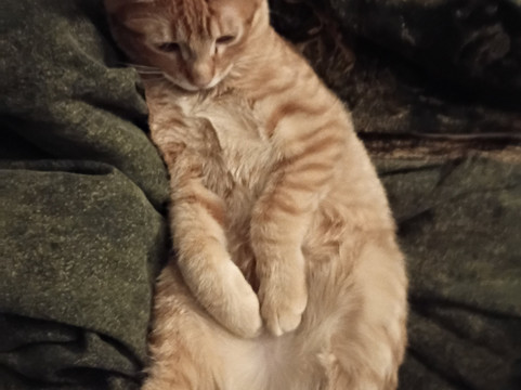 Domino's Pizza主图