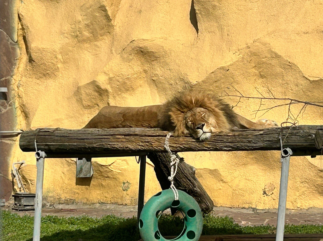 Almaty Zoo-阿拉木图必去景点