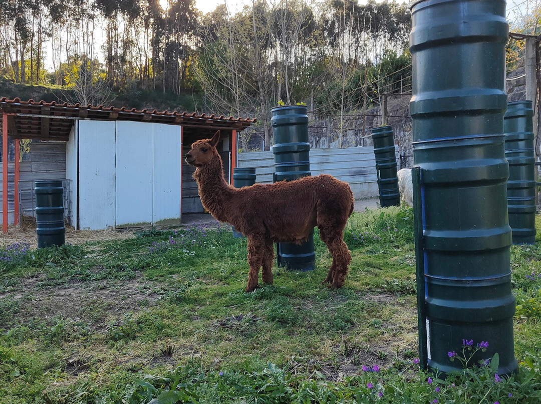 Quinta Pedagógica Quinta das Manas-吉马良斯必去景点