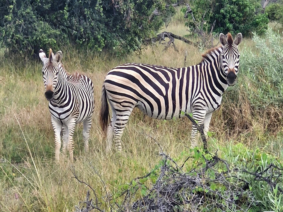 Rhino Africa Safaris-开普敦中心区必去景点
