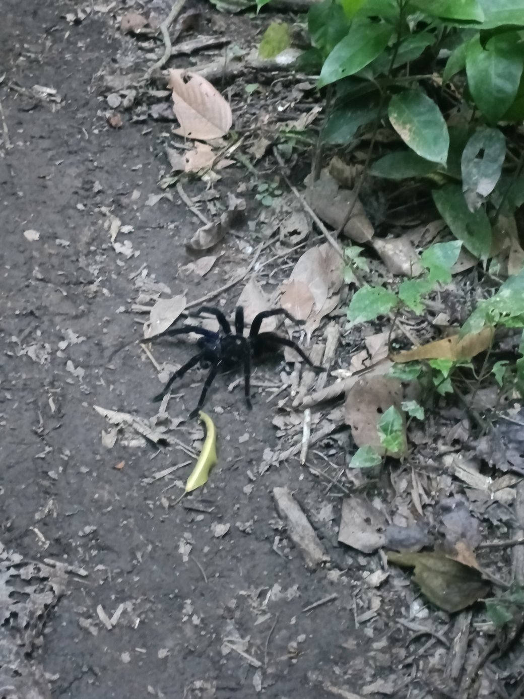 Finca Sachavacayoc lodge-官方