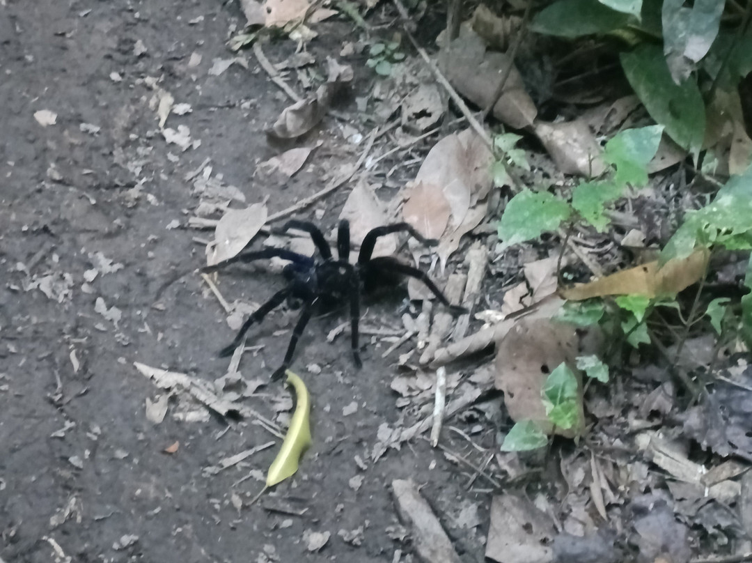 Finca Sachavacayoc lodge主图