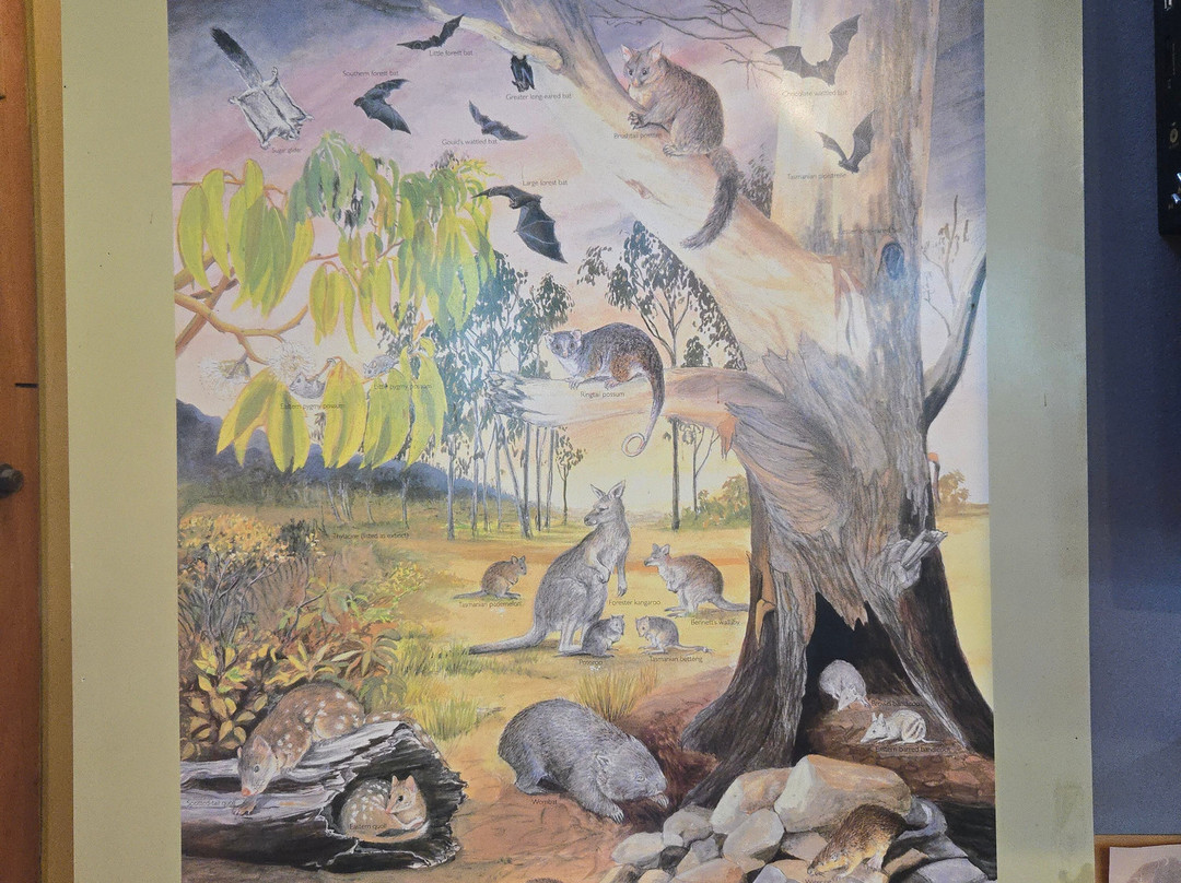 Freycinet National Park-科尔斯湾必去景点