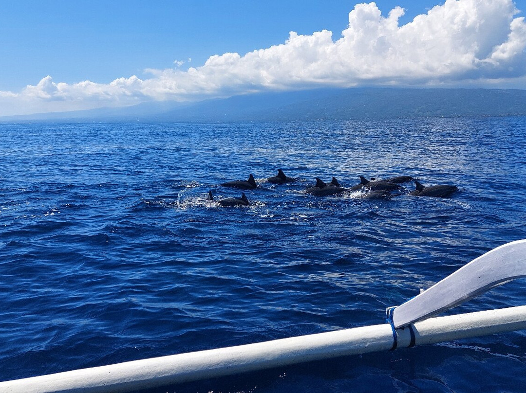 dolphin Lovina tours-罗威那海滩必去景点
