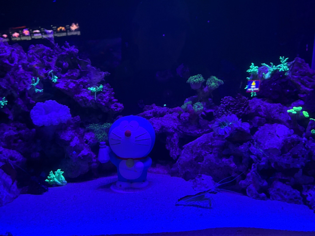 Numazu Deep Sea Aquarium-沼津市必去景点
