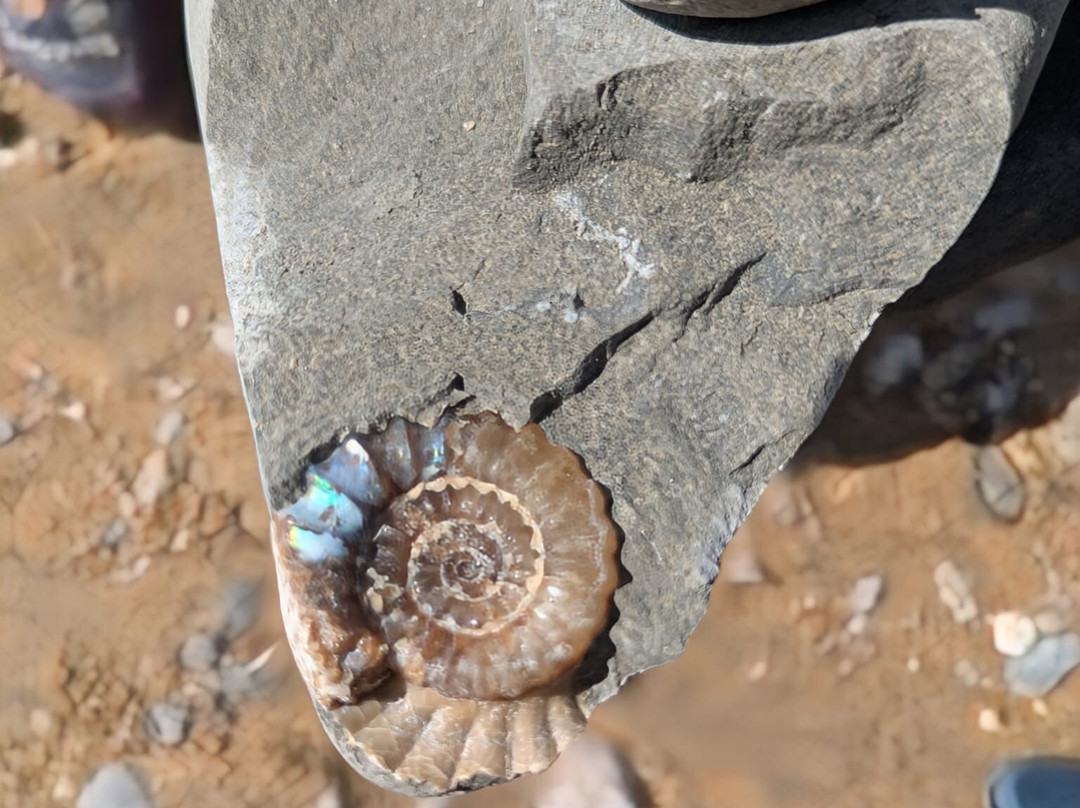 Jurassic Coast Guides-Charmouth必去景点