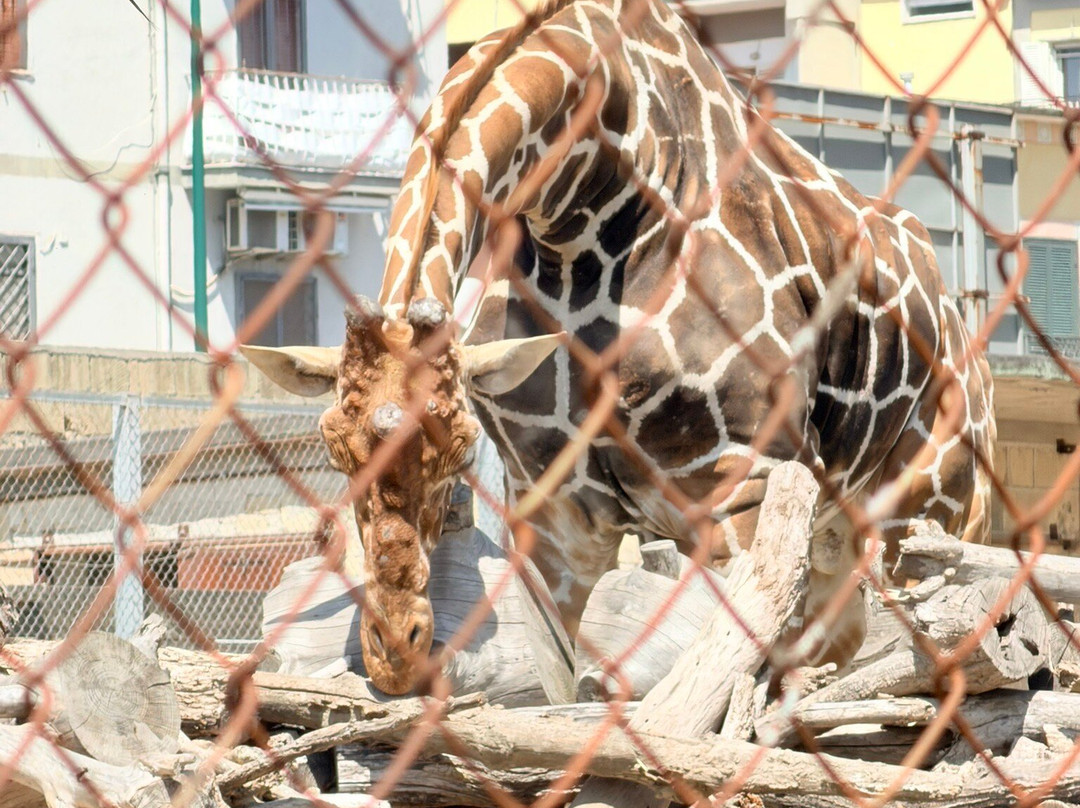 Lo Zoo di Napoli-那不勒斯必去景点