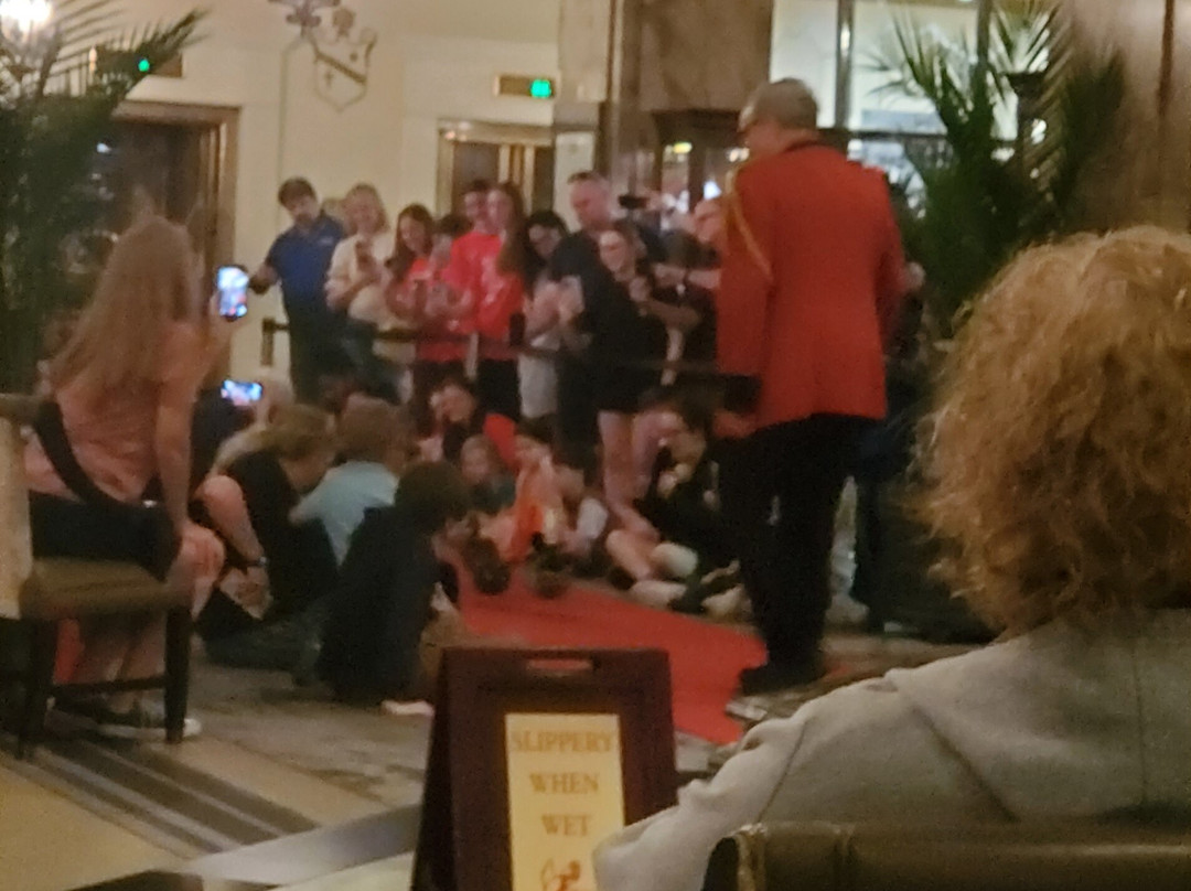 The Peabody Ducks-孟菲斯必去景点