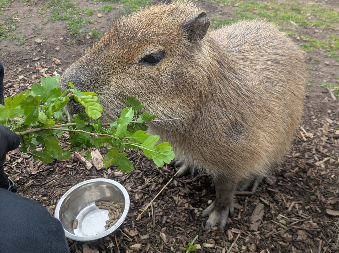 Twycross Zoo-Atherstone必去景点