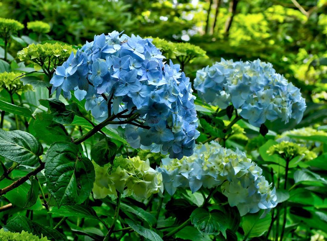 Hartland Abbey & Gardens-Stoke必去景点