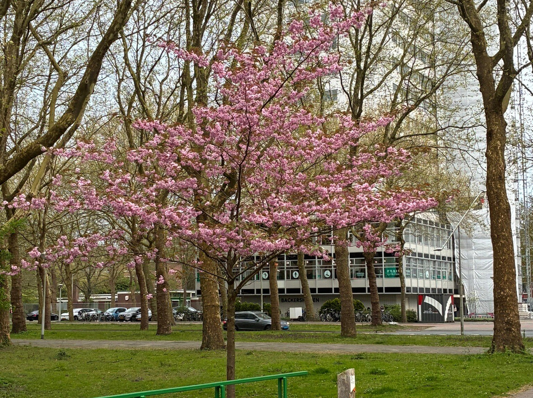 Gijsbrecht Aemstelpark-阿姆斯特丹必去景点