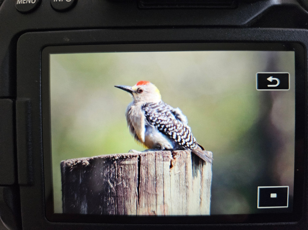 Woodpecker Educational Tours-Canas必去景点