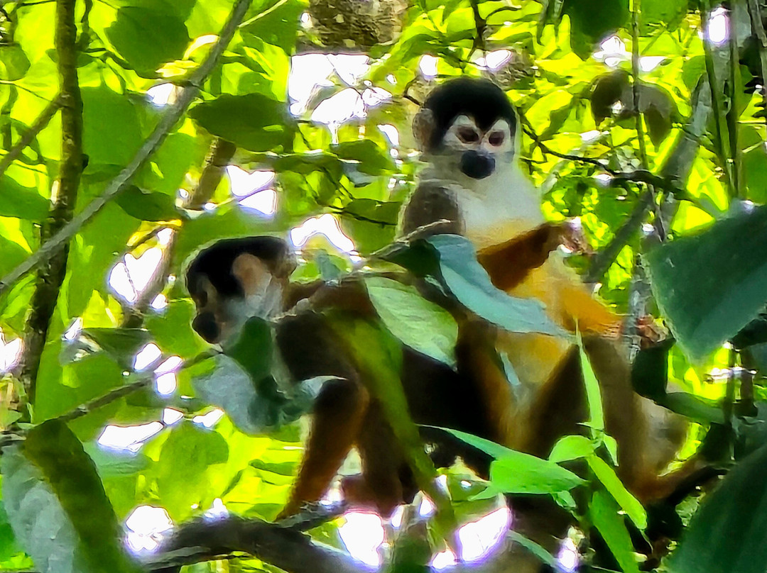 Kokopelli Wildlife Tours-Sierpe必去景点