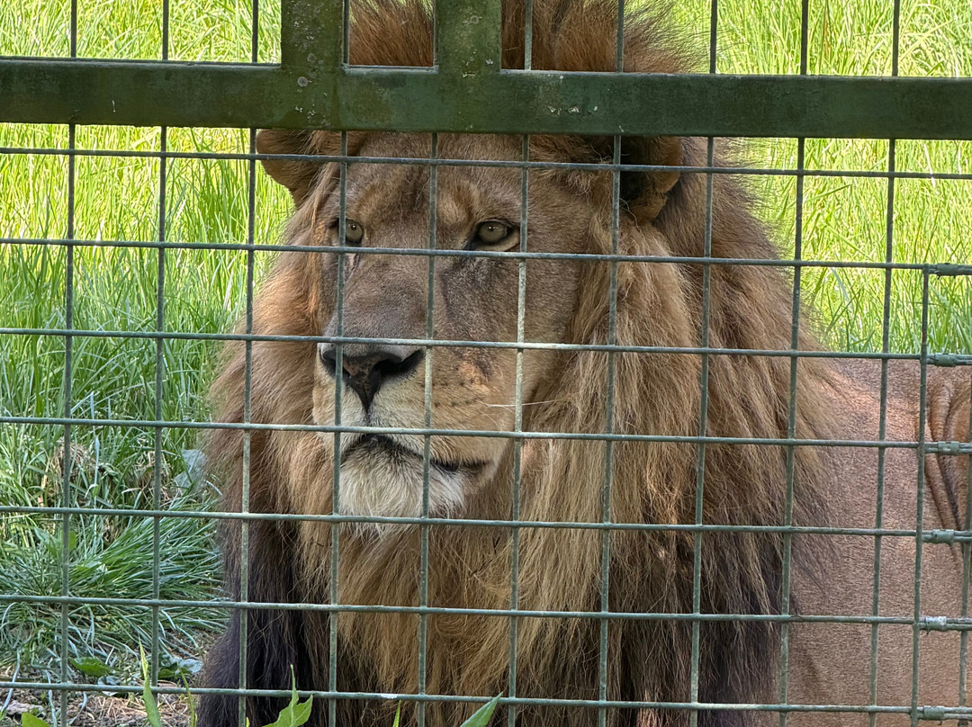 The Big Cat Sanctuary-Smarden必去景点