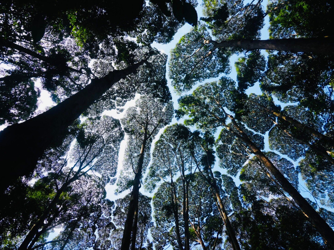 FRIM -Forest Research Institute of Malaysia-八打灵再也必去景点