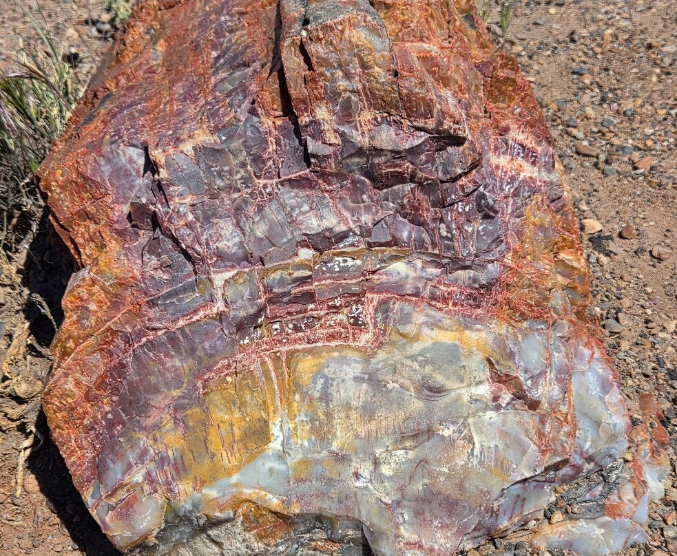 Petrified Forest National Park-霍尔布鲁克必去景点
