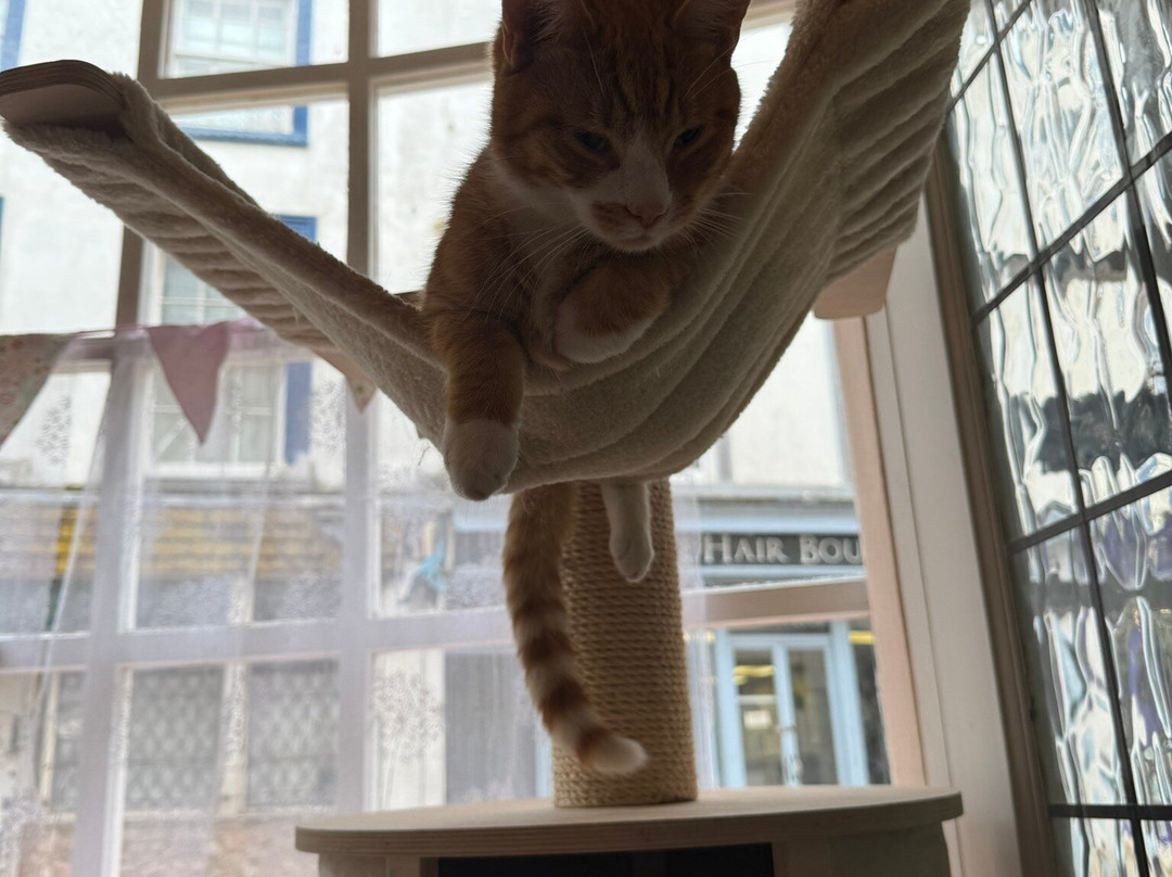 Nelson's Cat Cafe