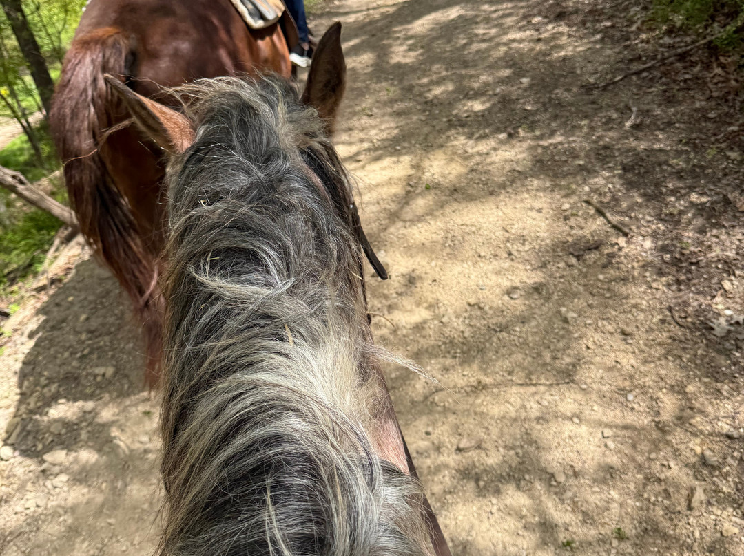 Canyon Creek Horseback Riding Stables-Lake Delton必去景点