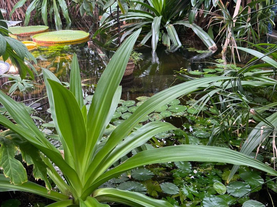 Palmiarnia Poznanska (Palmenhaus Poznan)-波兹南必去景点