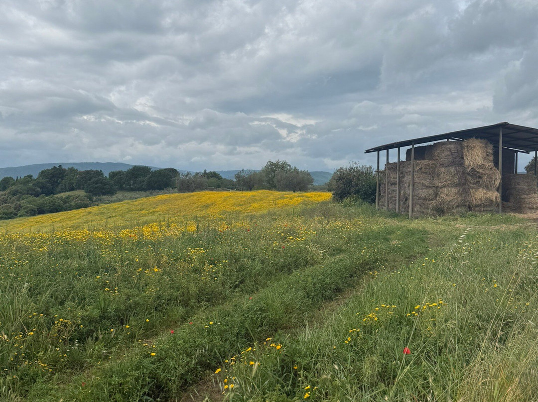 Girosole Italy Walking Tours-Abbadia San Salvatore必去景点