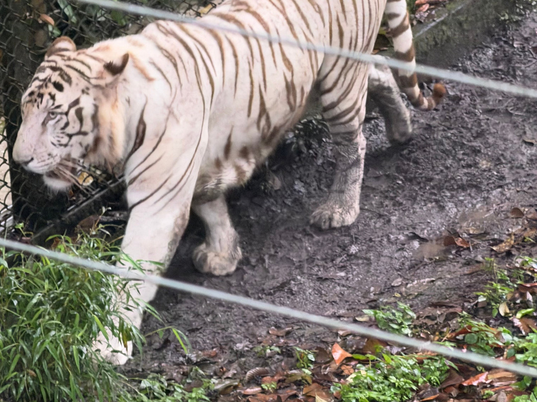 Padmaja Naidu Himalayan Zoological Park-大吉岭必去景点