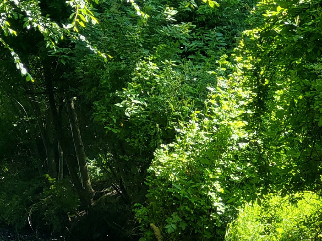 von-Velen-Anlage-Papenburg必去景点