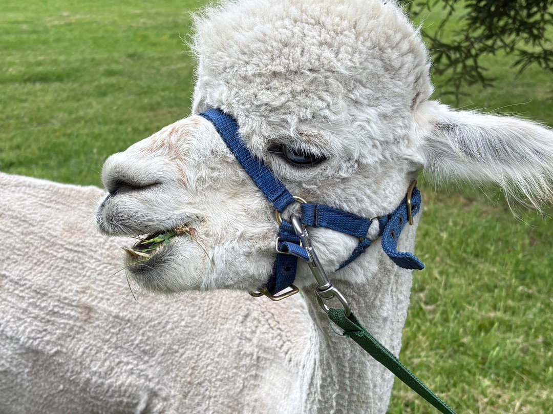 Cotswold Alpacas-切尔滕纳姆必去景点