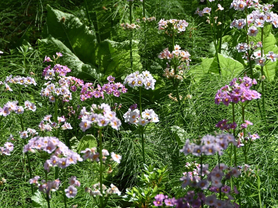 Kew Wakehurst-Haywards Heath必去景点