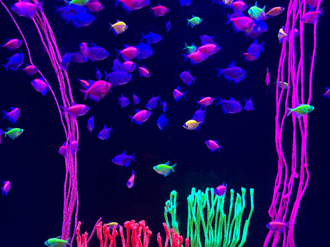 Acuario Michin Guadalajara-瓜达拉哈拉必去景点