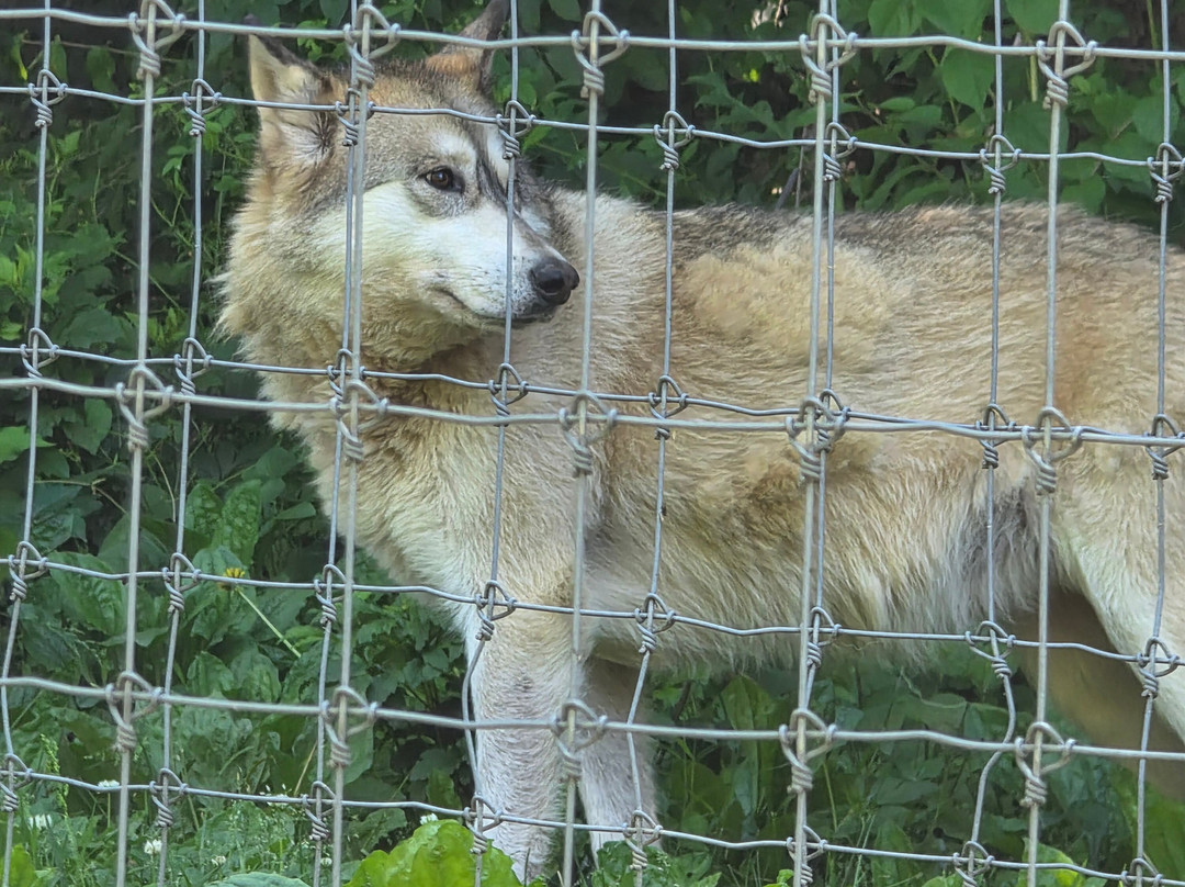Wolf Sanctuary of PA-利蒂茨必去景点