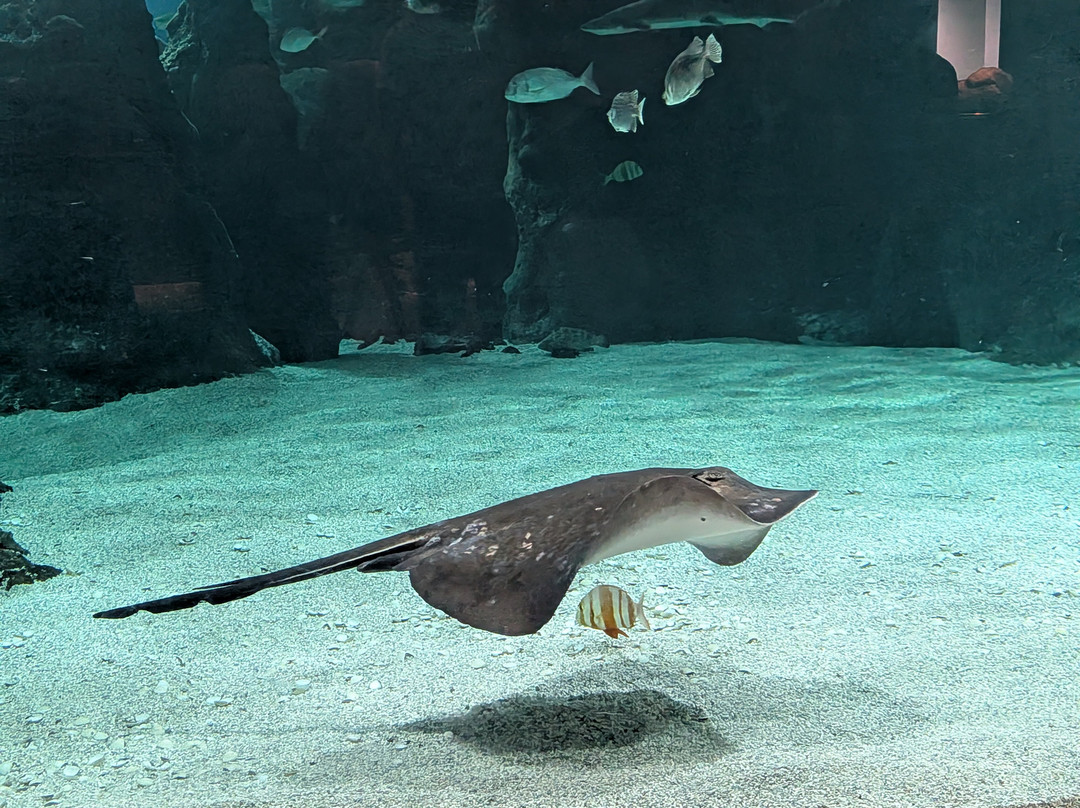 Lanzarote Aquarium-科斯塔特吉塞必去景点
