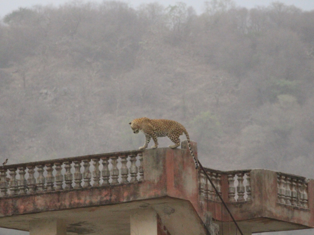 Jhalana Leopard Safari-斋蒲尔必去景点