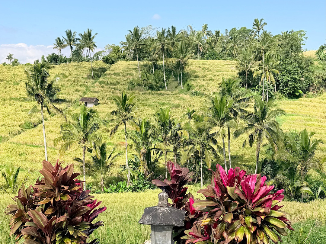 Bali Life Tours-乌布必去景点